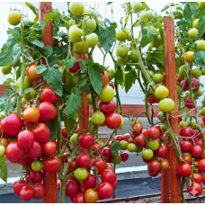 Tomato seeds Faust F1 50 seeds