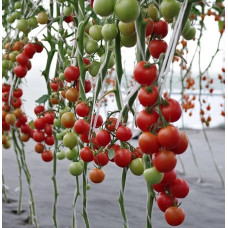 Tomato seeds Marhosha F1 50 seeds