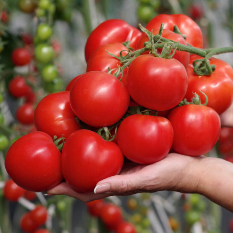 Tomato seeds Marhosha F1 500 seeds