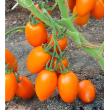 Tomato seeds Feliks F1 10 seeds
