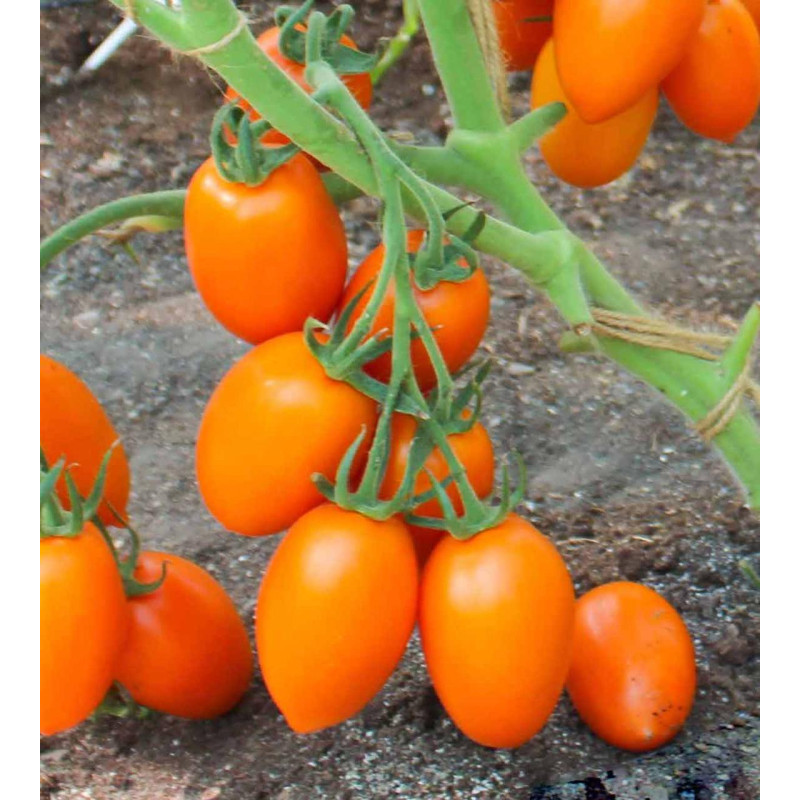 Tomato seeds Feliks F1 10 seeds
