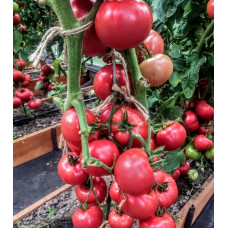 Tomato seeds Sylach F1 50 seeds