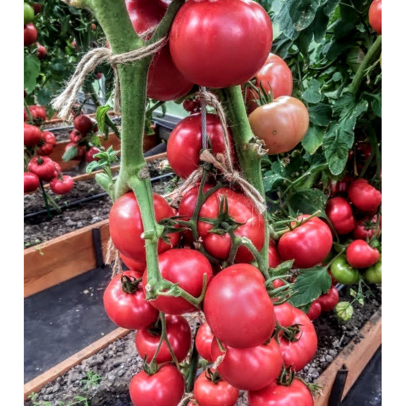 Tomato seeds Sylach F1 50 seeds