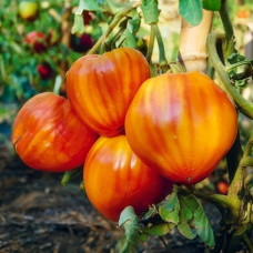 Tomato seeds Byche sertse "bikolor" 50 seeds