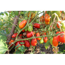 Tomato seeds Zasoliuvalnyi delikates 15 seeds