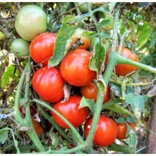 Tomato seeds Liubka 15 seeds