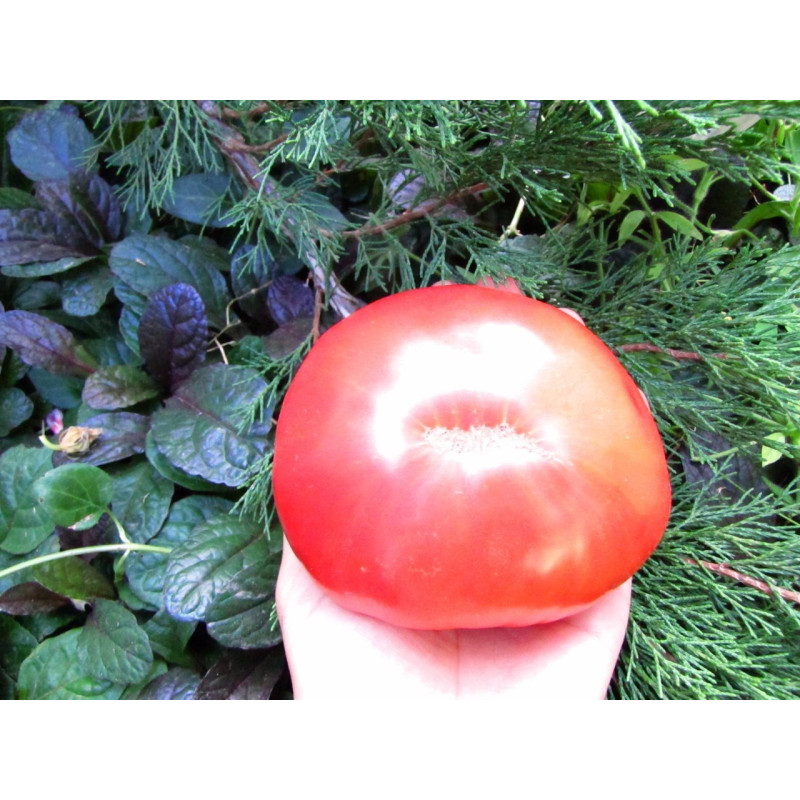 Big Dipper tomato seeds 30 pcs