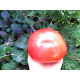 Big Dipper tomato seeds 30 pcs