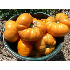 Amana Orange "Amana Orange" 15 seeds